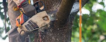 Reliable Brown Deer, WI Tree Care Solutions