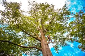 Pest Control for Lawns in Brown Deer, WI