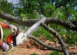 Best Lawn Pest Prevention  in Brown Deer, WI