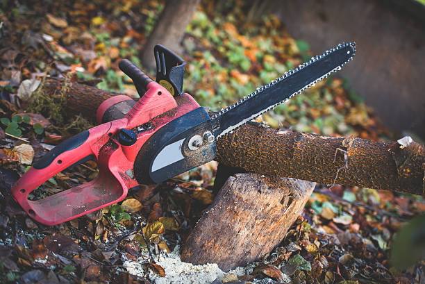 Best Stump Grinding and Removal  in Brown Deer, WI